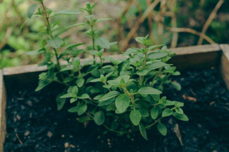 観葉植物のレンタル・管理